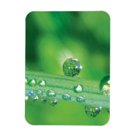 Dew Drop on Grönt Grass Meditation Magnet
