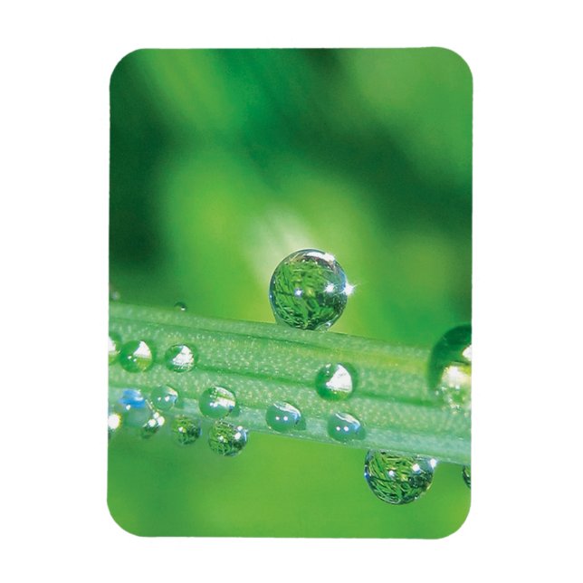 Dew Drop on Grönt Grass Meditation Magnet (Vertikal)