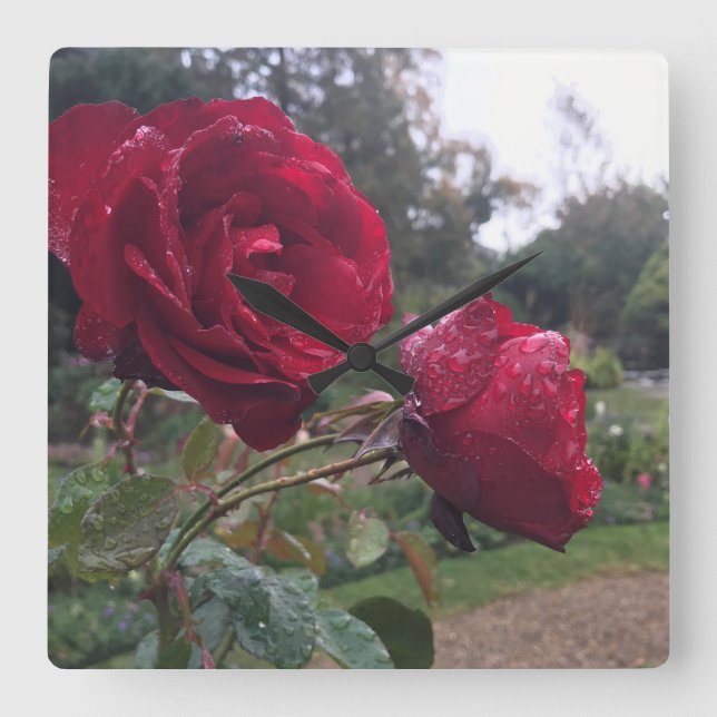 Dew Drop Ro Fyrkantig Klocka (Framsida)