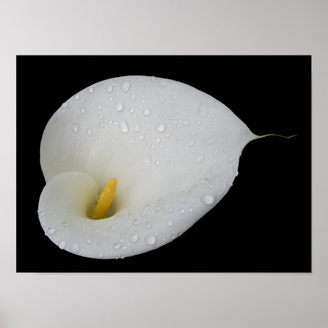 Dew Drop White Arum Lily Poster (Framsidan)