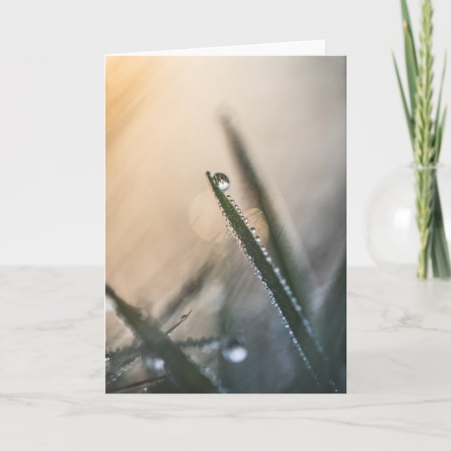 Dew Droplets Grass Nature Photo Kort (Framsida)
