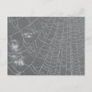 Dew Droppar Spindelnät DIY Postcard Vykort