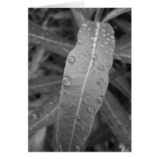 Dew Drops Card Hälsningskort