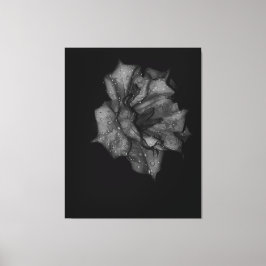 Dew Kissed Petals i mörkret Canvastryck