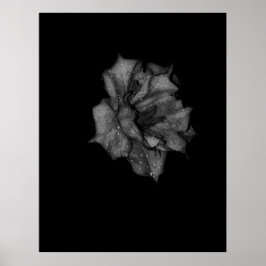 Dew Kissed Petals i mörkret Poster