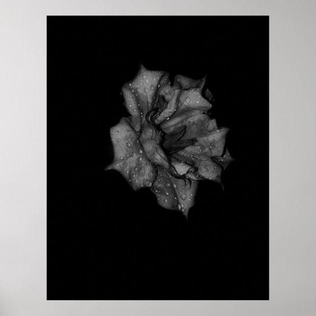 Dew Kissed Petals i mörkret Poster (Framsidan)