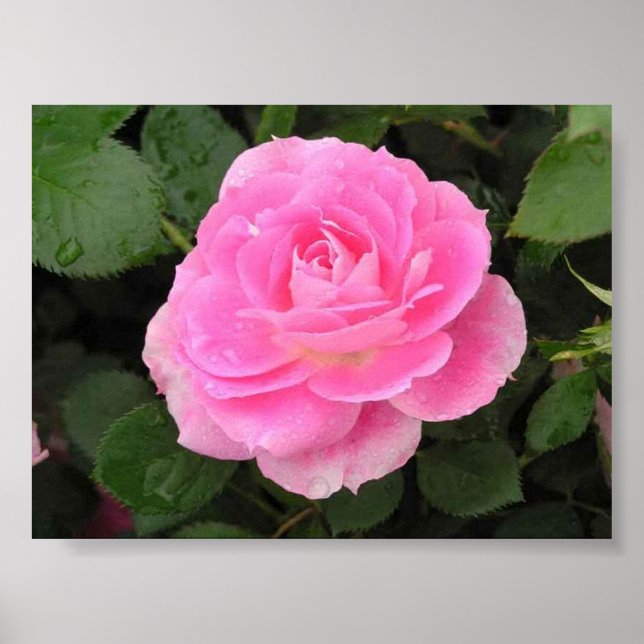 Dew Kissed Ro Poster (Framsidan)