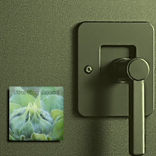 Dew Moistened Sunroll Bud Close Photograph Magnet (2" square magnet)