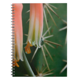 Dew on Aloe Bloom Anteckningsbok