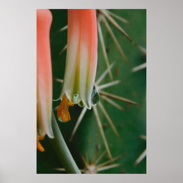 Dew on Aloe Bloom Poster (Framsidan)