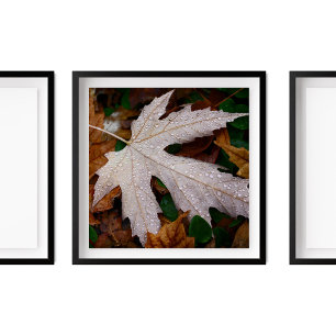 Dew on Fallen Höst löv Photography Poster