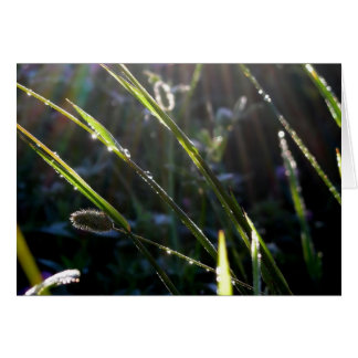 Dew on Grass OBS Kort