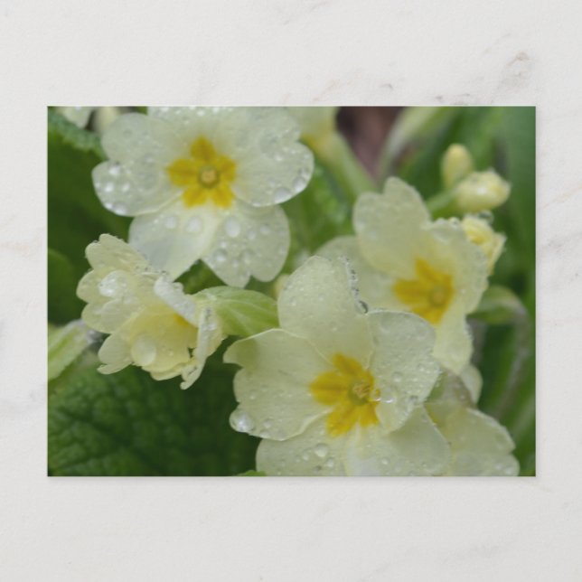 Dew on White and Gult Primrose Vykort (Framsida)