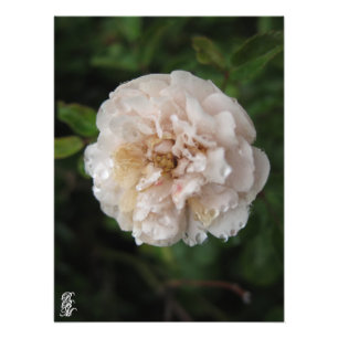 Dew på en blomma fototryck
