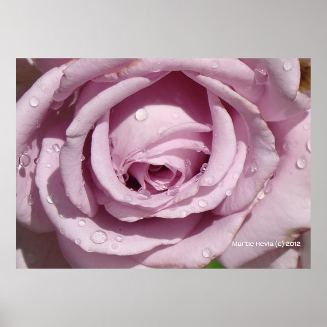Dew på Lavender Ro Poster (Framsidan)