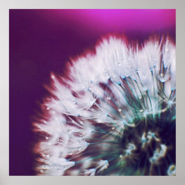 Dew på Lila Rosa Dandalion Macro Abstrakt Poster