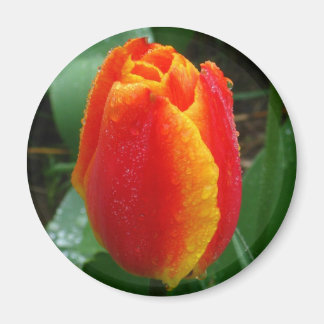 Dew på Tulip Magnet