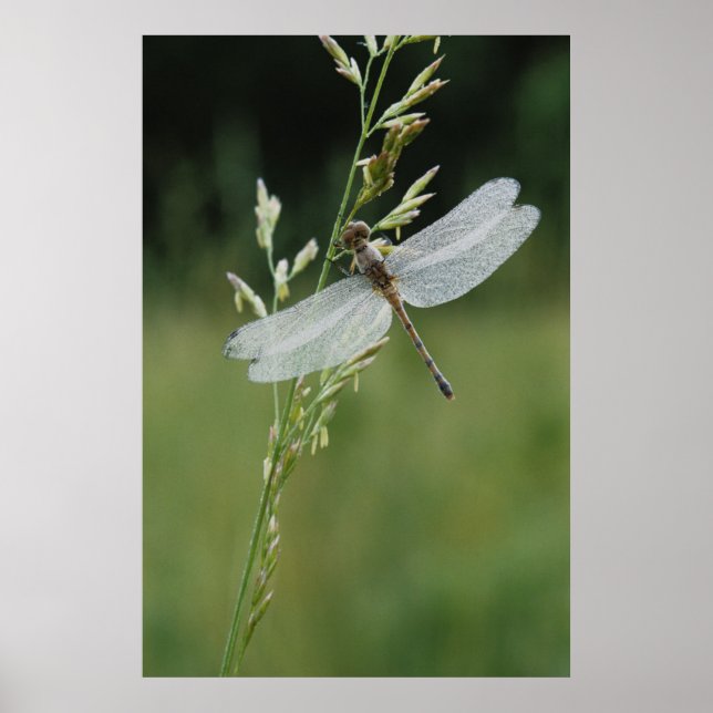 Dew täckt Darner Dragonfly Poster (Framsidan)