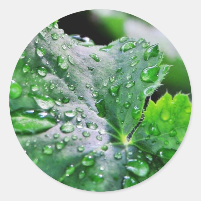 Dew Vatten Droplets Droppets Runt Klistermärke (Framsida)