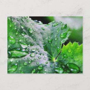 Dew Vatten Droplets Droppets Vykort