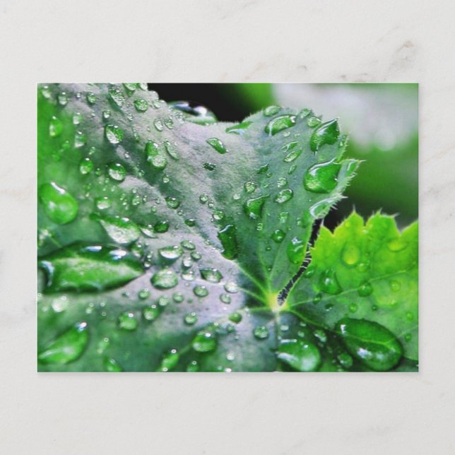 Dew Vatten Droplets Droppets Vykort (Framsida)