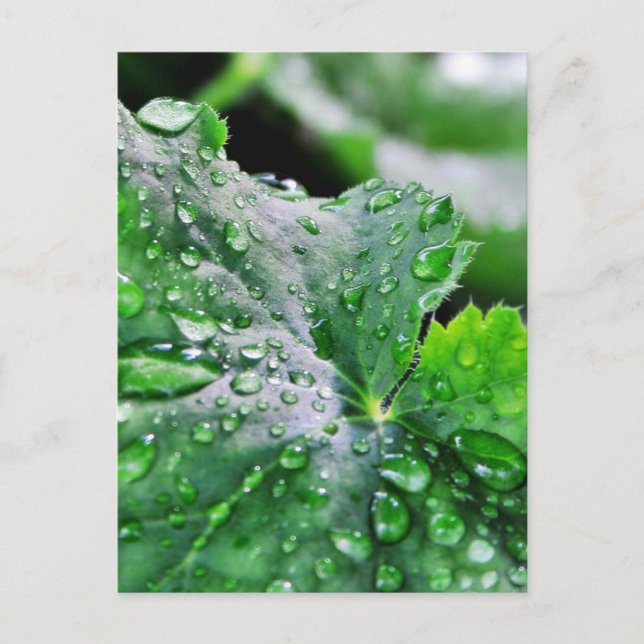 Dew Vatten Droplets Droppets Vykort (Framsida)