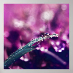Dew vid Lila Rosa Löv Makro Abstrakt Poster