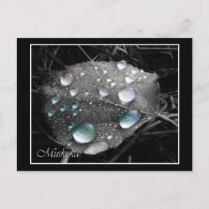 DewDrop Löv Vykort