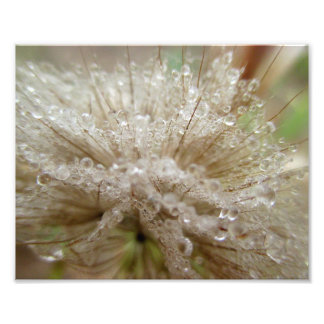 DewDrop Seed Puff 10x8 Fototryck