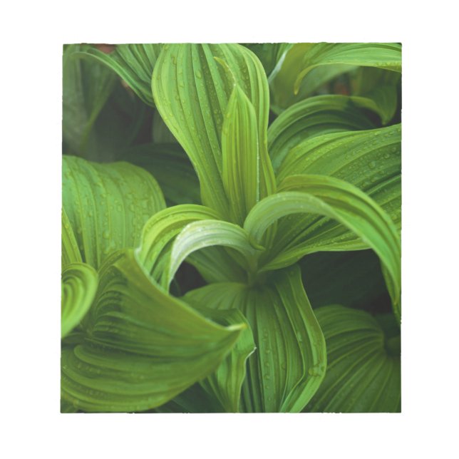 Dewdroppar på en False Helabore Anteckningsblock (Framsida)