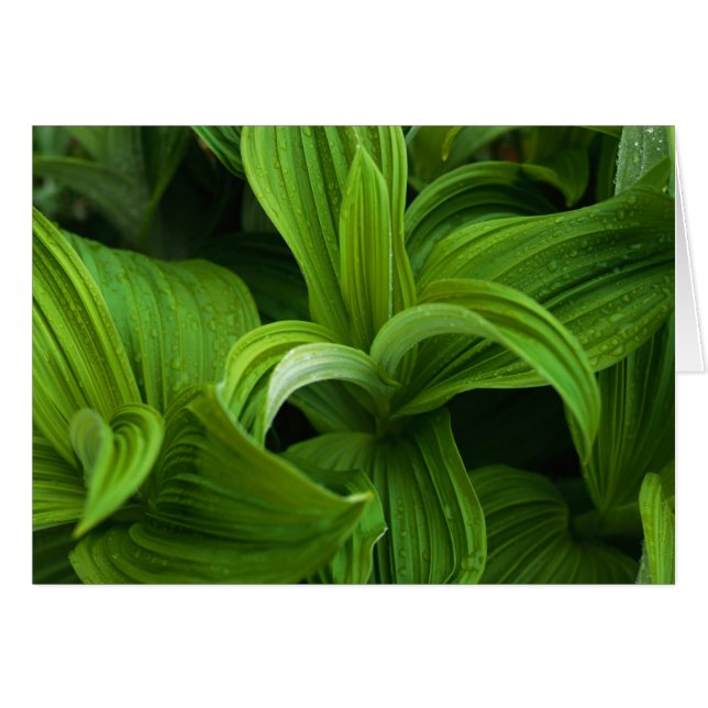 Dewdroppar på en False Helabore Hälsningskort (Framsidan Horizontal)