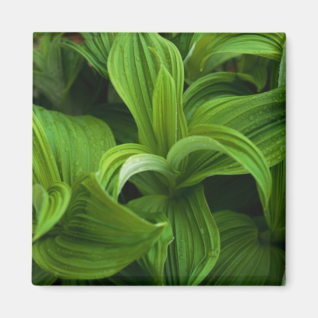 Dewdroppar på en False Helabore Magnet (Framsidan)