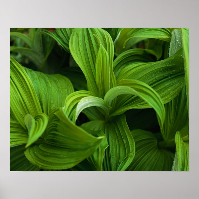 Dewdroppar på en False Helabore Poster (Framsidan)