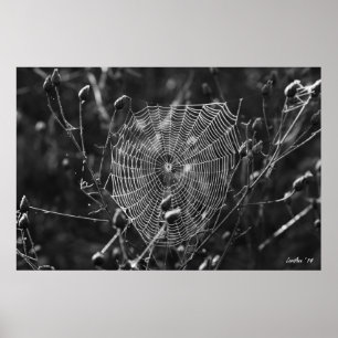 Dewy Morgon Webben Poster