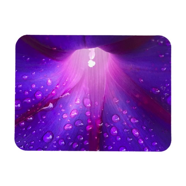 Dewy Morning Glory Magnet (Horisontell)