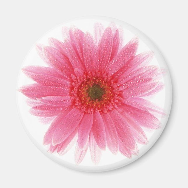 Dewy Rosa Gerbera Flower Magnet (Framsidan)