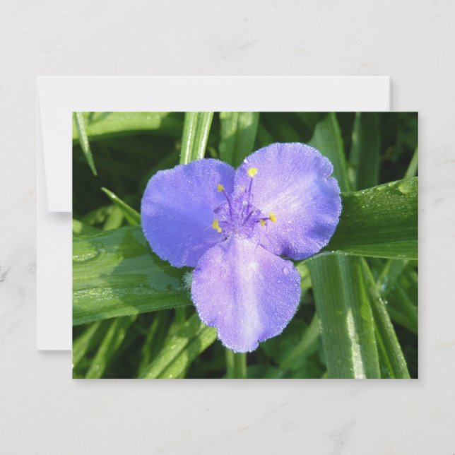 Dewy Trillium Spring Wildflower (Framsida)
