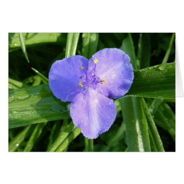 Dewy Trillium Vår Wildblomma Hälsningskort (Framsidan Horizontal)