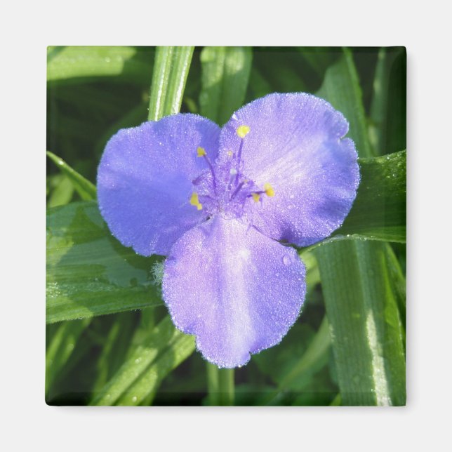 Dewy Trillium Vår Wildblomma Magnet (Framsidan)