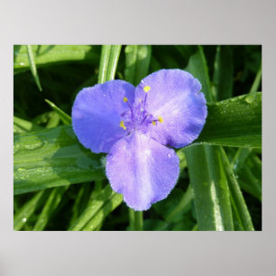 Dewy Trillium Vår Wildblomma Poster
