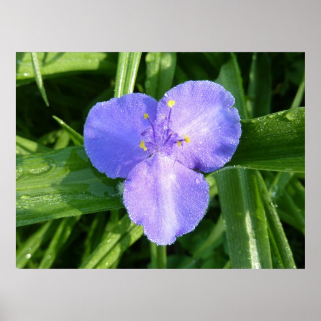 Dewy Trillium Vår Wildblomma Poster (Framsidan)