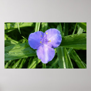 Dewy Trillium Vår Wildblomma Poster