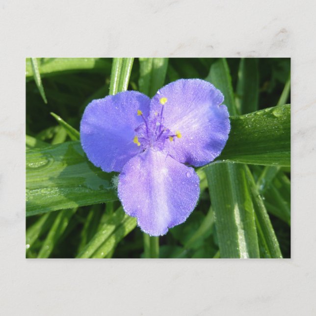 Dewy Trillium Vår Wildblomma Vykort (Framsida)