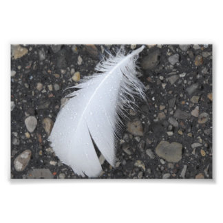Dewy White Feather Fototryck