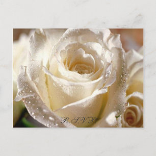 Dewy White Rose R.S.V.P.-kort Inbjudan Vykort