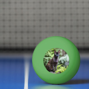 Dexter Black Siamese Cat, Ping Pong Boll