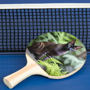 Dexter the Black Siamese Cat, Ping Pong Paddle Pingisracket