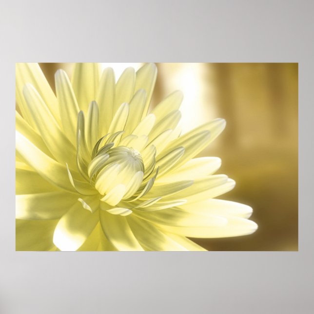 Dhalia Poster (Framsidan)
