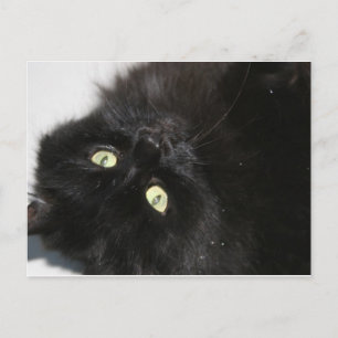 Diabola Djävulen får inte ta bort Cat Vykort