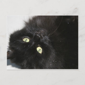 Diabola Djävulen får inte ta bort Cat Vykort